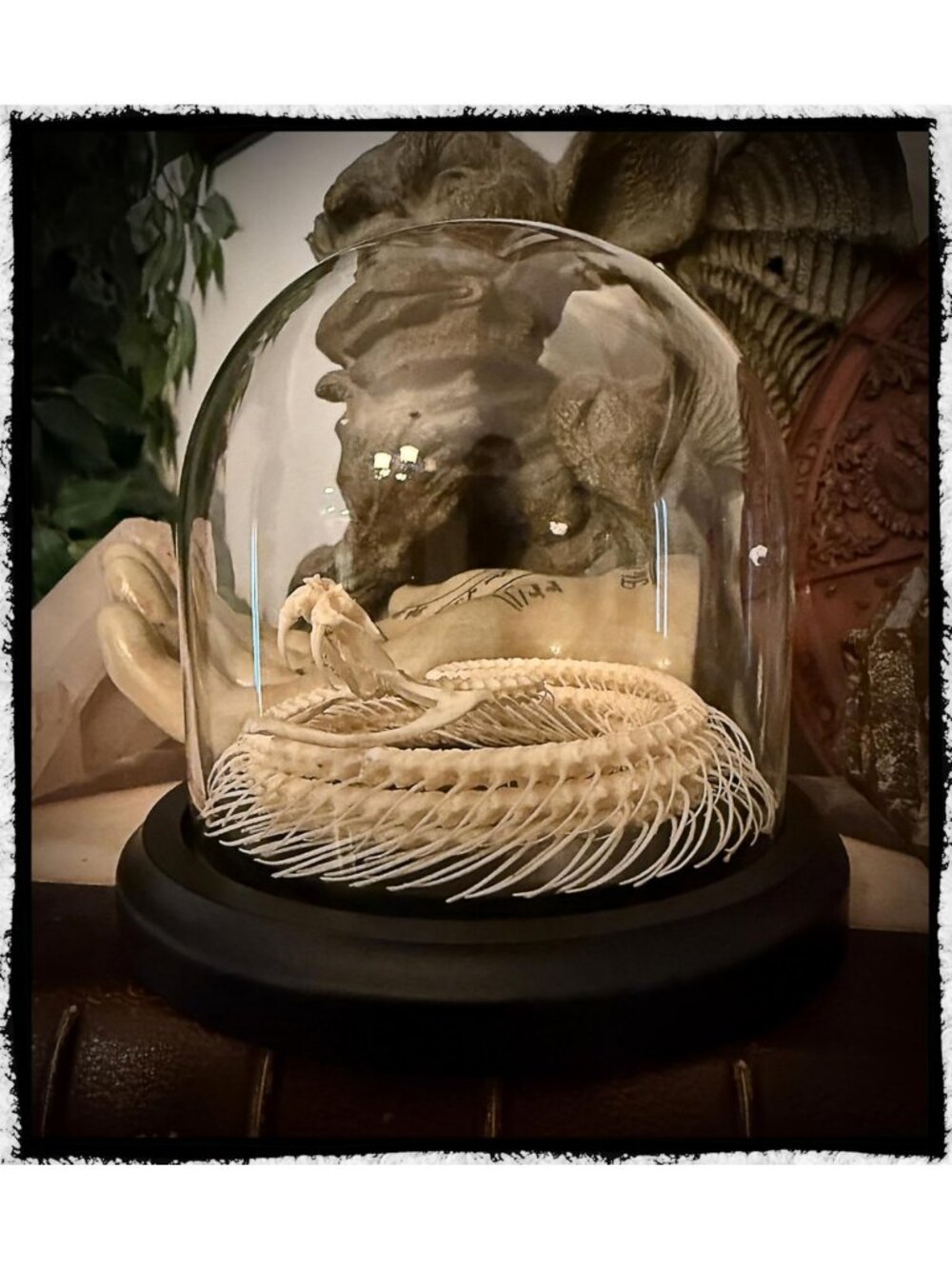 Coiled Real Snake Skeleton in Glass Dome - Unique Oddities & Gothic Decor